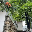 도심속자연나무한의원 이미지