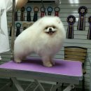 Pom생Pom사 이미지
