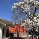 그늘막51 | 대구 명덕역 목련 카페 그저모이기 개화 후기