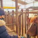 삼남매목장 2 이미지