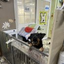 11/10 봉사후기🐾🐾 이미지