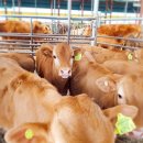 오동목장 이미지