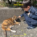 11545-03-10-17 | 타이베이 DAY 03 / 허우통(猴硐) 일반 기차 타고 고양이 마을 가기