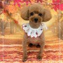 여기는 펫샵 | 광안리애견미용 쁘띠몽펫샵에서 토이푸들 테디베어컷 후기