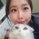 강아지랑고양이 이미지