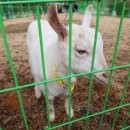 수성그린비 이미지