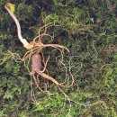 20추정 4뿌리 자연산삼 2뿌리 가격으로 드립니다. 이미지