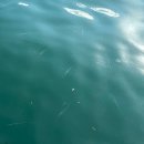 달빛좌대 | 쭈꾸미낚시 곧 막차..안면도 달빛좌대낚시 후기(쭈꾸미 낚시)