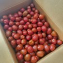 원케어팜 이미지