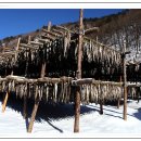 황태덕장 이미지