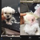 특별하개 이미지