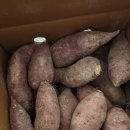 태양농원 | 여주 호박 고구마 능서농원 배송 호풍미 3kg주문 후기