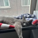 내일복싱 이미지