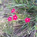 대한민국은 왜 아파트인가 이미지