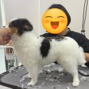 포실하개 이미지