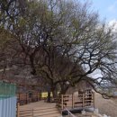 충청남도 금산군 진산면행정복지센터 | 2026 새해맞이] 유등천 따라 안영동 왕버들 보호수 지나, 보문산 위로 떠오르는 해