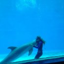 돌고래PC 이미지