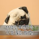 펫영양사 이미지