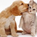 라온동물의료센터 이미지