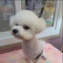 the 굿 dog 이미지