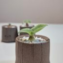 서우 농장 이미지