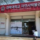 경북대학교 자연사박물관 이미지