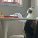 혜숙야채 | 7월에 쓰는 6월 일상