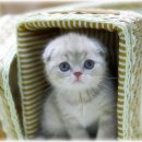 ＜＜분양완료＞＞ 스코티쉬폴드 ＞＞ 비비공주님 이미지