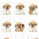 햇살애견미용실 이미지