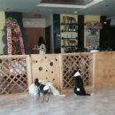 맨앤독 애견카페 이미지