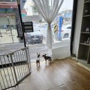 사랑해줄개 이미지