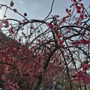 광양이야기 이미지