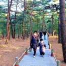 솔숲길 이미지