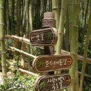 대숲여행 이미지