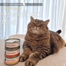 이다캣 | 알모네이쳐 HFC 무스캣 3종 급여 고양이습식캔 추천 후기