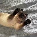 우쭈쭈 내강아지 이미지