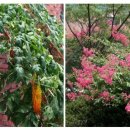 성남여자중학교 이미지