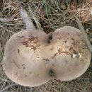 송대민박 이미지