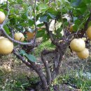 풍요농장 이미지