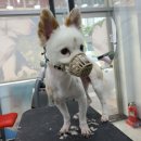 착한애견미용 이미지