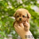 말티와푸들이사는집 | 영등포강아지분양 영리한 크림토이푸들(feat.광명,목동,구로)