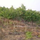 늘푸른농장 이미지