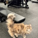 마이티핏 이미지