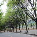 느티나무길 이미지