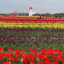 독우길226 | 2023년 처음 다녀와본 임자도 신안튤립축제 예쁘고 경치좋은 임자도 카페 독우길 226