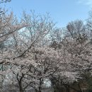 보현사 주차장입구 | 울산 벚꽃 명소 보현사 개화상태 실시간 지금 방문 후기