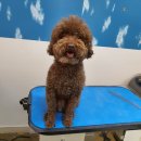 다이아몬독 이미지