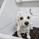 DOG 깨비 네이버블로그