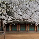 제주 삼성혈 | 제주공항 근처 벚꽃 명소, 2025년 3월 말 제주 삼성혈 방문 후기