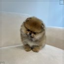 행복한 강아지 이미지